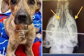 Cedar Rapids Animal Rescue Treating Two Dogs for Unthinkable ...