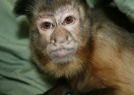 Image result for MONKEYS