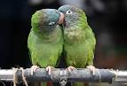 kaka 2 parrots kissing video youtube