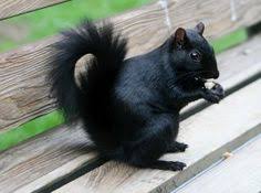 Image result for black -grey squirrels