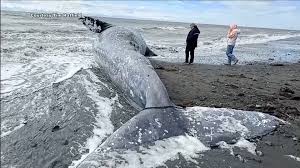 Gray Whale Apocalypse: Why 2026 Could Be the Deadliest Year in West Coast History