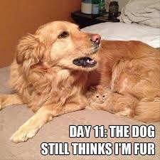 Image result for funny pics of animals