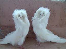 Image result for pigeons