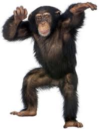 Image result for MONKEYS