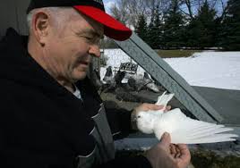 Bob Meyers of Machesney Park, owner of Birmingham Roller Pigeons, shows the wings of one of his birds March 6. - Meyers_1