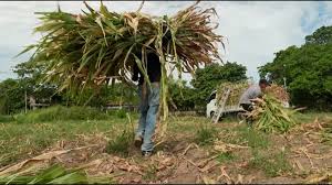 El Salvador: los agricultores, en primera línea frente a la sequía causada por El Niño