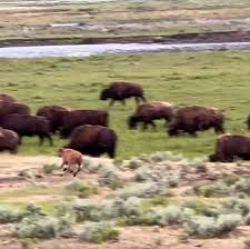 Yellowstone's Wildlife: Bison Zoomies and Wolf Pursuits