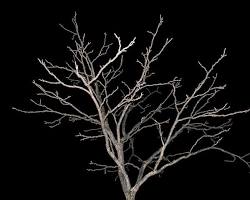 Fractal patterns in trees