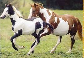 Résultat de recherche d'images pour "cheval au galop"