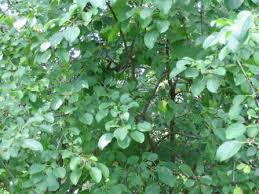 Image result for buckthorn