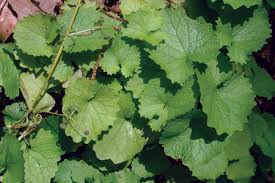 Image result for garlic mustard
