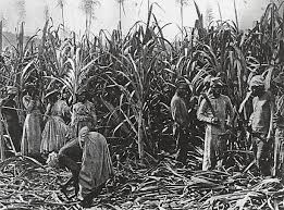 Image result for INDENTURED=SLAVE INDIAN images