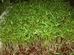 Image result for RAU MẦM CẢI XANH