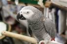 kaka 2 parrots kissing images download