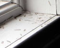 termite swarmers wings windowsills wood damage，AI 生成