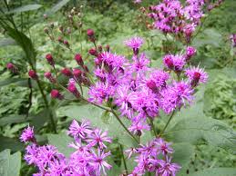 Image result for ironweed plant