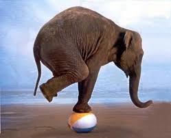 Image of elephant balancing on a ball