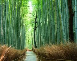 嵐山の竹林の小径の画像