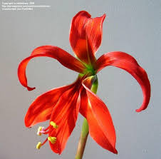 Image result for Jacobean lilies