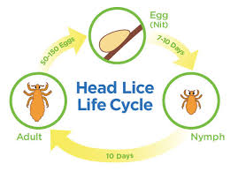 Image result for Lice