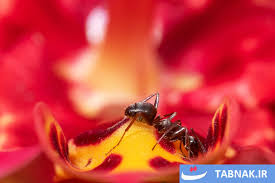 لحظه ‌هایی بکر از حیات وحش در دل طبیعت