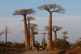 madagascar