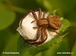 Image result for crab spider