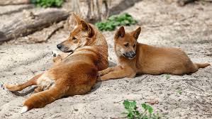 Matilha de cães sagrados será sacrificada após morte de turista na Austrália