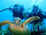 Roatan Diving Bay Islands Honduras Barefoot Divers