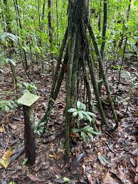 Palmeira Andante: ¿Mito o Realidad? La Verdad Revelada