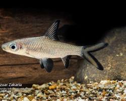 Gambar ikan Balashark Balantiocheilos melanopterus