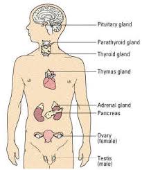 Image result for endocrine glands