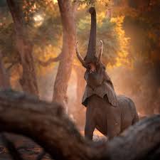 Zimbabwe, za zvířaty v Mana Pools NP | NaturePhoto.cz