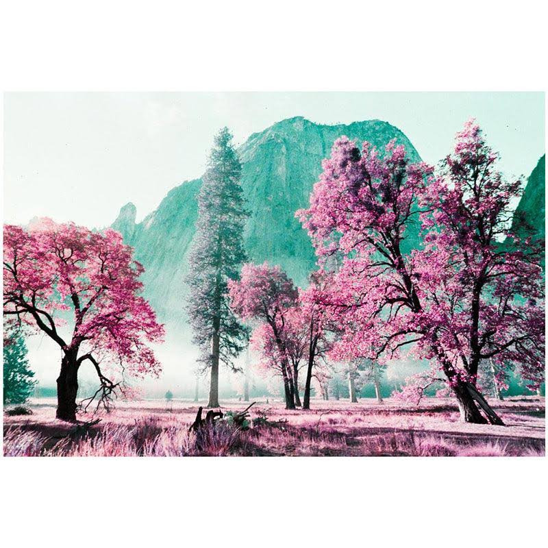Lomography LomoChrome Purple Film