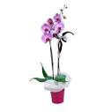 Cura delle orchidee - t