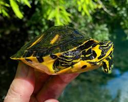 Image of Yellowbellied Slider