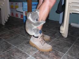 The 29 Cutest Koalas That Ever Roamed The Earth via Relatably.com