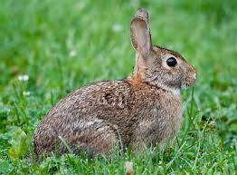 Image result for RABBIT