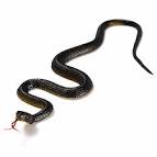 Toy Rubber Snakes 