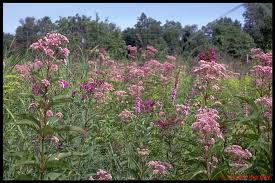 Image result for ironweed plant