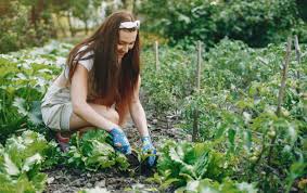 посівний календар на квітень 2026 року