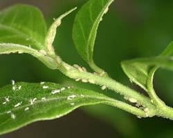 Image of Aphids on plant