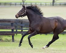 Image of Thoroughbred horse