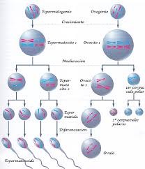 Resultado de imagen para comparacion de ovogenesis y espermatogenesis