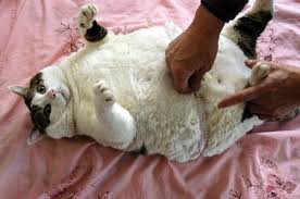 Image result for obesity cat