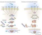 NF-kappa B signaling pathway