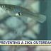 'Mosquito fish' could help you prevent a Zika outbreak in the Tampa ...