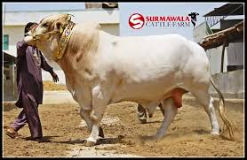 Image result for bakra eid 2015 pakistan