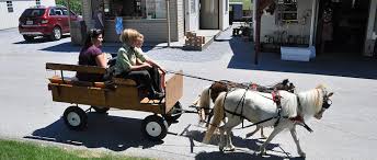 Image result for minature horse shoes