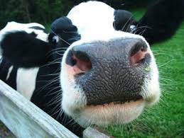 Image result for cow